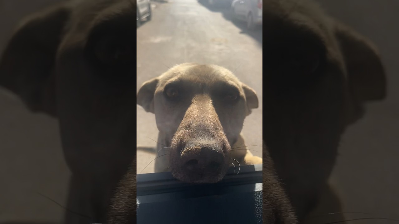 Moroccan Street Dog Passes on Shawarma 😂 #momof4reacts #morocco #dog #fypシ