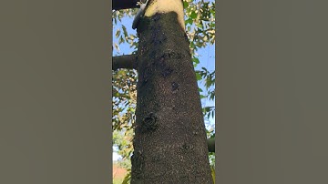 Sự Nguy Hiểm Của Mọt Đục Cành, Đục Tân Sầu Riêng