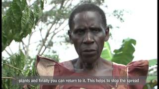 Control of the Coffee Wilt Disease