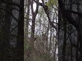 cat rescue