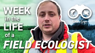 A week in the Life of a Field Ecologist | Getting PAID to work with WILD animals in the UK!