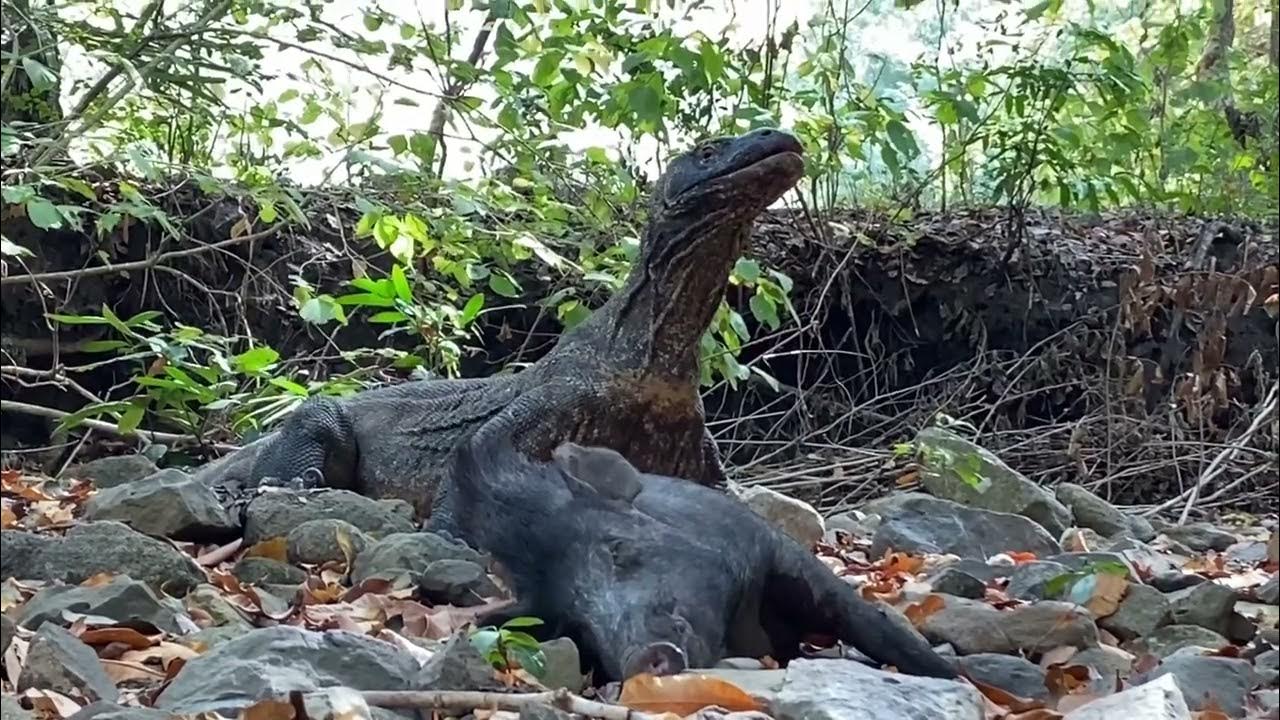 Komodo dragons fear of dead forest monsters - YouTube