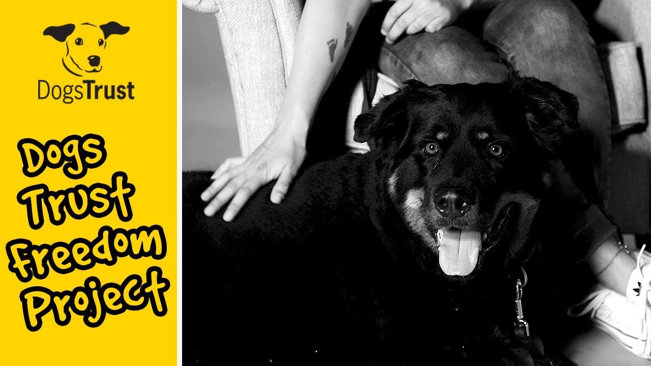freedom project dogs trust