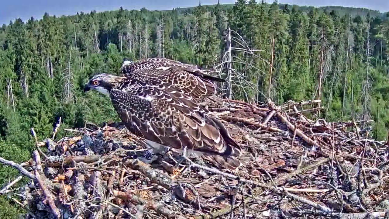 The fish thief YouTube