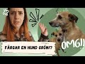 Färgar en hund GRÖN 😬 | vlogg