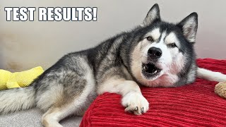 How Key the Husky Is Doing! Test Results & Appetite!