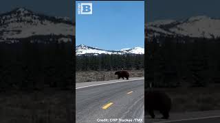 Bear Strolls Across California Road Unimpeded by Traffic