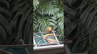 pica-pau-verde-barrado