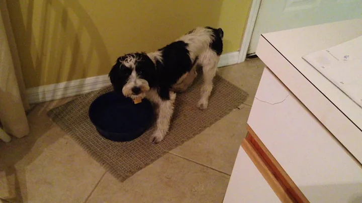 Maxx and water