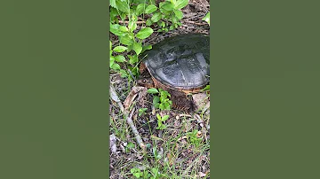 A Little Help For The Snapping Turtle Wildlife Nature Usa 2025 