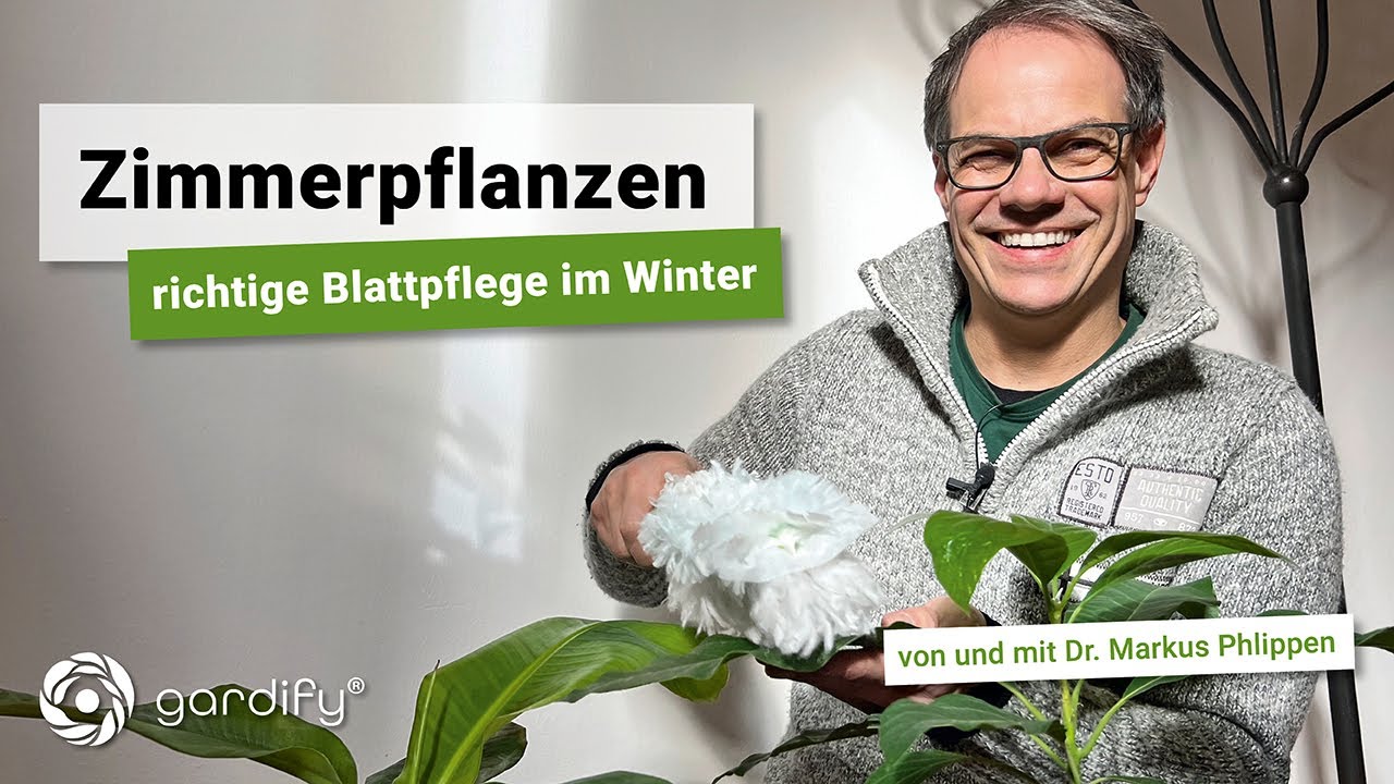 Zimmerpflanzen - Die richtige Blattpflege im Winter | gardify Tipps