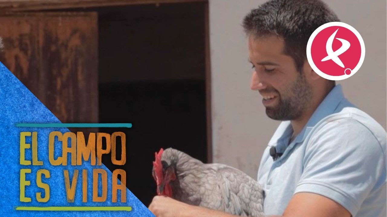 De Americanas a Extremeñas, cambio de raza en el gallinero de los Mellis | El campo es vida