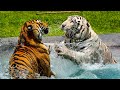 16 Tiere, Die Einen Tiger Besiegen Könnten