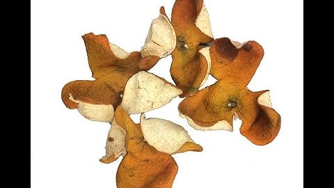 Soil conditions and root microbes affect the levels of bioactive compounds in mandarin orange peels