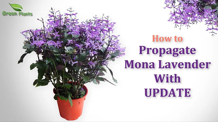 How to Propagate Purple Flower Plant "Mona Lavender" or "Plectranthus" WITH UPDATE //GREEN PLANTS