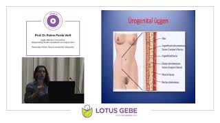 Prof. Dr. Fatma Ferda Verit - Perineden Pelvik Tabana Anatomik Oluşumlar