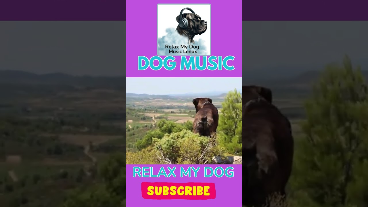 Relaxing Calm Music for Dogs🐶 Sleep Music💖 24/7 