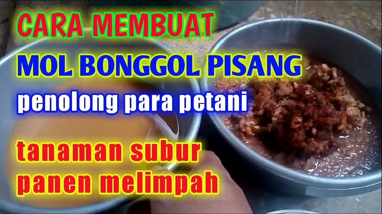 Cara Membuat Mol Bonggol Pisang Penolong Para Petani Tanaman Subur Panen Melimpah Youtube