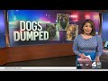 Investigation Grows Into Dogs Dumped Across New Jersey | NBC New York