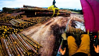 Timber loading. Spruce logs on a windy day