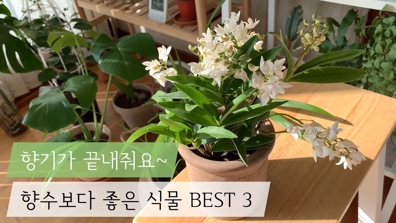 우리집이 향기 맛집?🌼 집안을 향기롭게 해줄, 봄에 키우면 좋은 식물 BEST 3