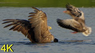 Seeadler erbeutet Graugans  -- White-tailed Eagle captured Greylag Goose