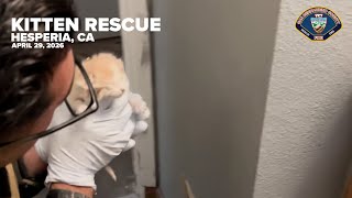 Kitten Rescue - Hesperia