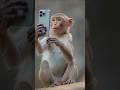Funny 😂😂 #monkey #vrindavan #funny
