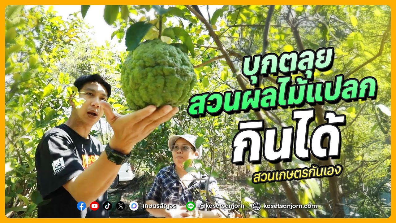 ผลไม้แปลก ไม่แปลกไม่ปลูก เปิดโลกผลไม้หายาก คนรักผลไม้ห้ามพลาด | เกษตรสัญจร