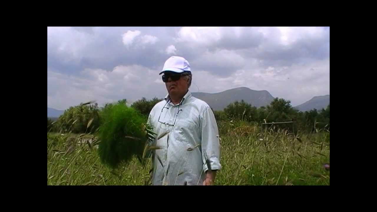 11 γεφύρια στη Βαλύρα της Ιθώμης και το Μπαστογιόφυρο