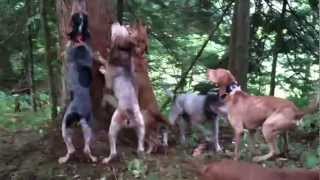 bear hunting with hounds