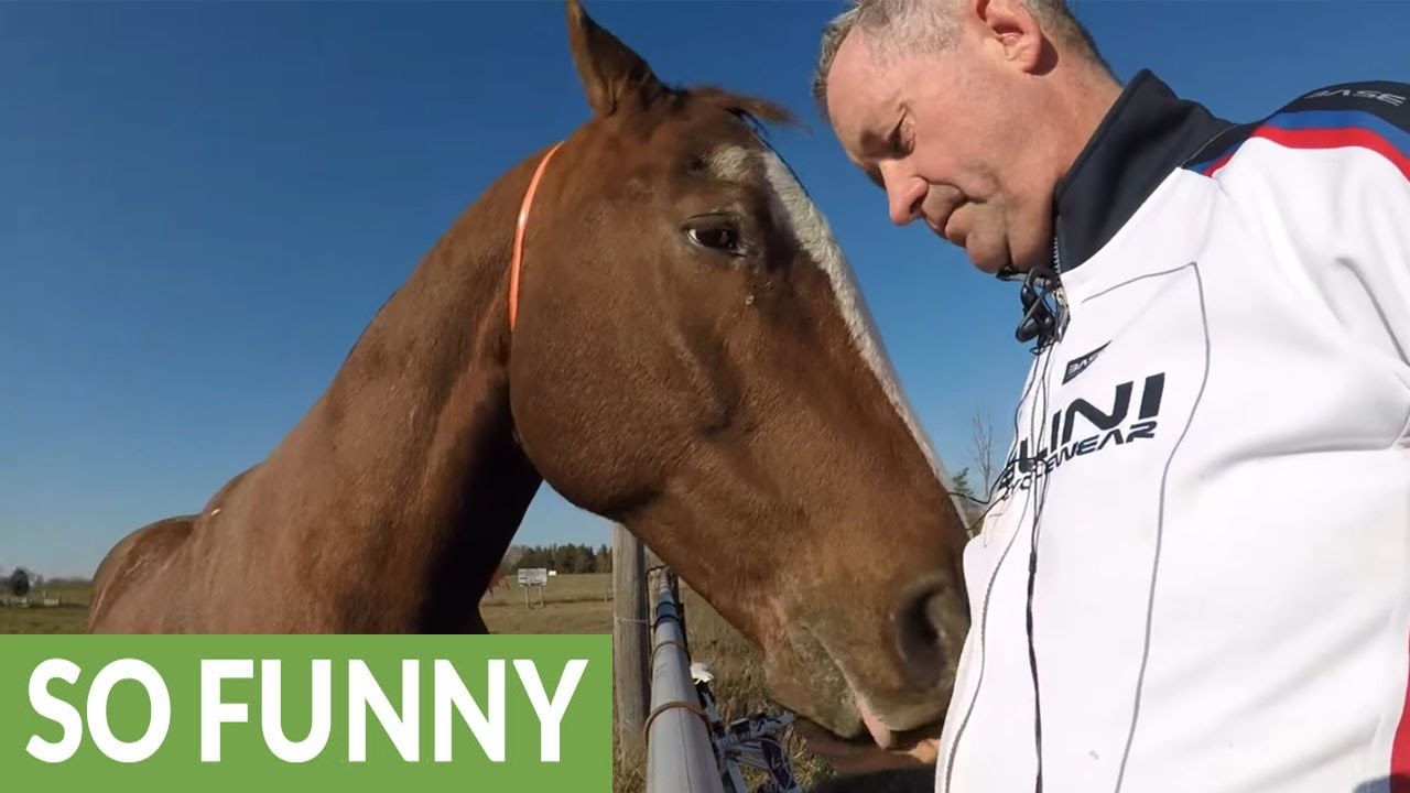 Horse annoyed with cyclist when treats run out YouTube