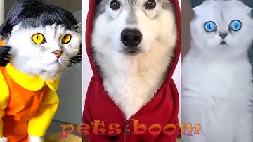Squid Game Dogs And Cats  - TikTok Pets Play Squid Game 3