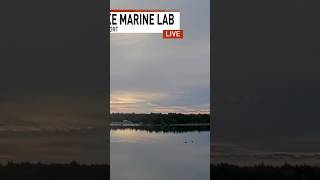 Dolphins make an appearance for Sunday Morning’s forecast in Beaufort, N.C. #dolphins