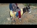 رکوب مزدويج على الحمار انا أمين ولاد خويا يومياتي في البداية