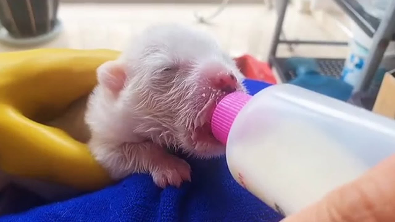 Исцеляющее путешествие заброшенного щенка, спасенное и взращенное доброй женщиной