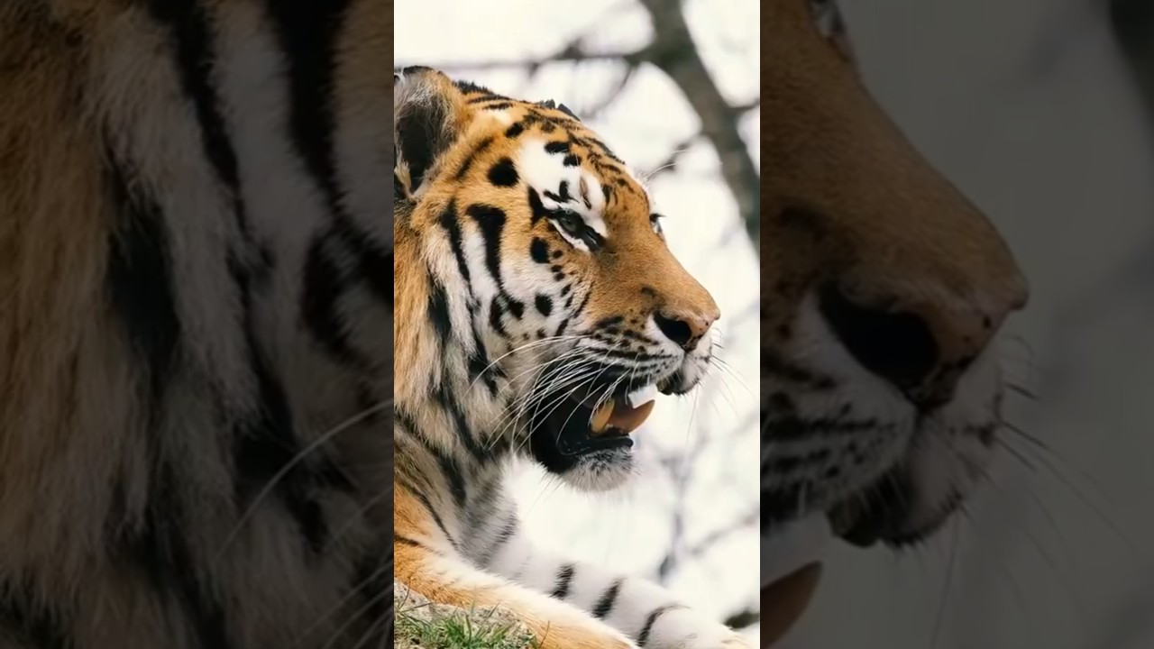 Did you know these about tigers ? 