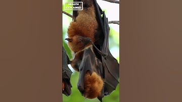 Nipah Virus Transmission | How Nipah Virus Transmits #nipahvirus #viral #viraldisease
