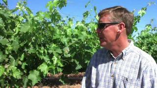 Lake County Winegrape Growers - Regional Profile: Red Hills AVA - Part 1