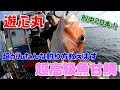 超高級魚甘鯛のかんたんな釣り方教えます の動画、YouTube動画。