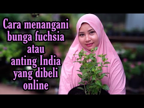 Video: Spigela Indian Pink - Pelajari Tentang Menanam Tanaman Pink India