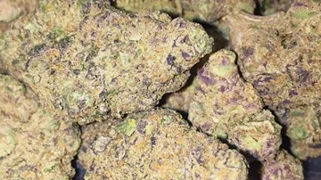 What Cookies a sativa?