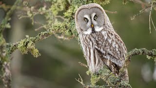 Spring of Owls with OM SYSTEM OM1 Mark II + 150400mm F4.5 IS PRO