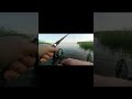 Карась на фидер.#карась #фидер  #рыбалканафидер#рыбалка  #fishing