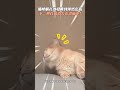 貓咪躺在沙發睡到渾然忘我 下一秒直接消失在畫面中! #shorts @Truemii