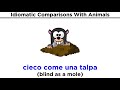 Understanding Animal Idioms in English