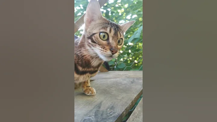 Video 663891: bengalcat bengals cats, bengals bengalcat cute, bengalcat cats catio, bengal pets cats cute, bengalcat cat cutecat, catio outdoors