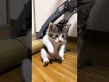 何も出なかったけど、かわいかったので😸💦#猫とゲームとおやじ #ねこのいる生活 #ねこのいる暮らし #もとのらねこ #猫