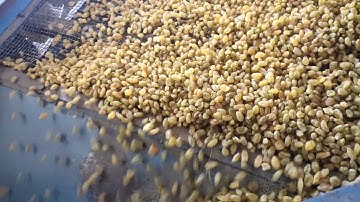 Dry [greaps]sorting machine / how to sort grepes / kishmish sorting machine/ Smart Agri/Greapes