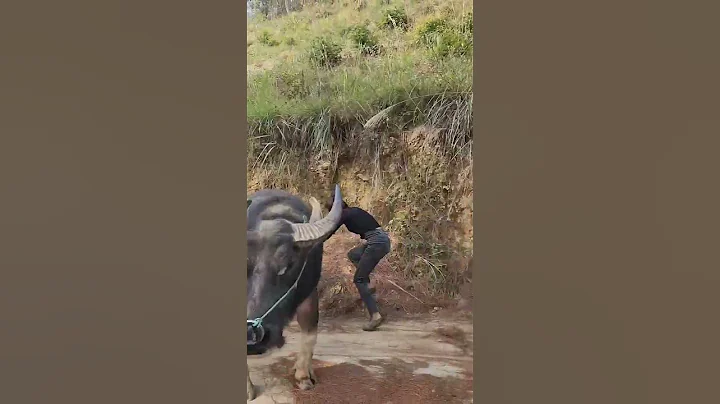 如果你不小心刷到我，請留下來翻翻我的作品吧，也許能治癒你煩躁的心情！#記錄真實生活#山裡姑娘#我的鄉村生活 - 天天要聞